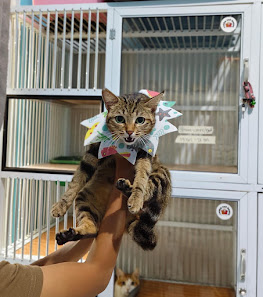 Rezky Pets Hotel and Grooming