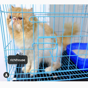 Richihouse-Omah Kucing Surabaya