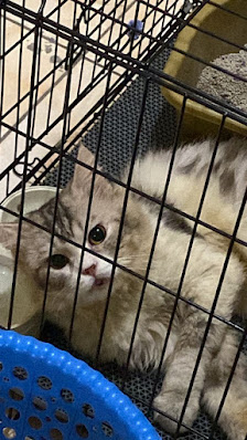 RN PET CARE (PETSHOP & Praktek Dokter Hewan) Cab. Ciracas