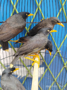 Rumah Burung Andii