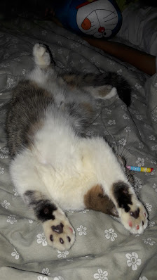 Rumah Meong Pulomas