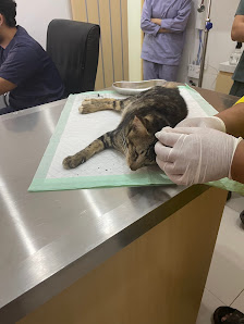 Sahabat Animalia | Praktik Dokter Hewan dan Grooming
