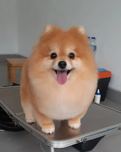Salon anjing panggilan kerumah (MICKA PETGROOMING)