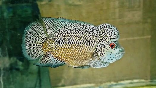Samoedra Aquarium