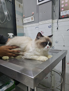SEANA PETSHOP AND PETCARE DOKTER HEWAN ( PET HOTEL PENITIPAN)