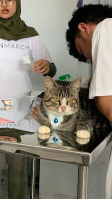 Seven March Pet Care Bandorasa