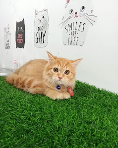 Seven March Pet Care