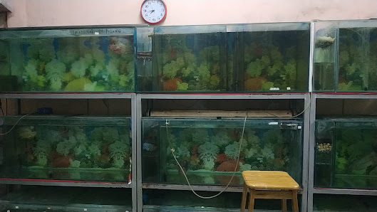 Sinar Jaya Aquarium