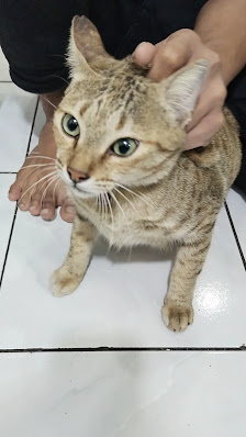 Sobow Petshop and vet care