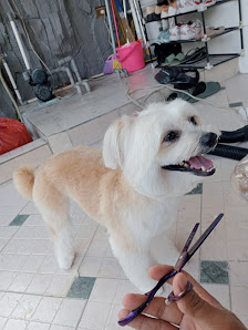 Solehpets grooming home visit