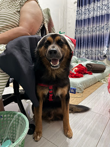 Soni Pet Grooming