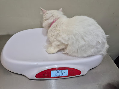 Stella Vet Rawamangun / Matraman ( Dokter Hewan, Grooming & Petshop )
