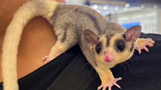 Sugar Glider (Devi Glider Grooming & Hotel)