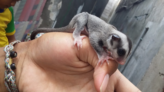 Sugar Glider E'R Pet's