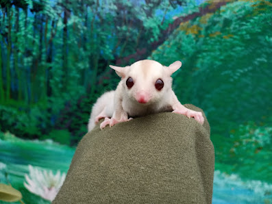 Supermarket Sugar Glider