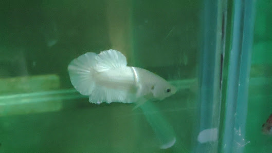 Syn Betta Collections