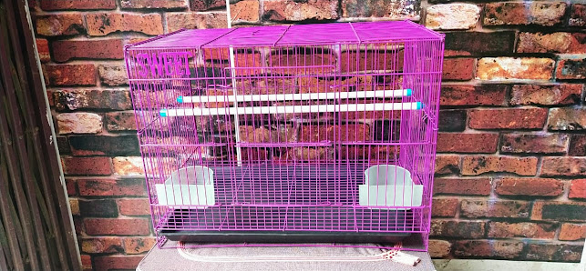 Teman sugar glider