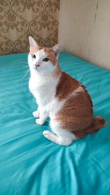 Tempat penitipan kucing