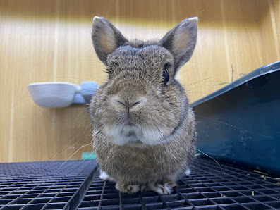 The Buntel