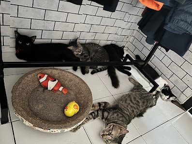 Theborizcatshop