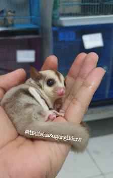 TikiTaka SugarGliders