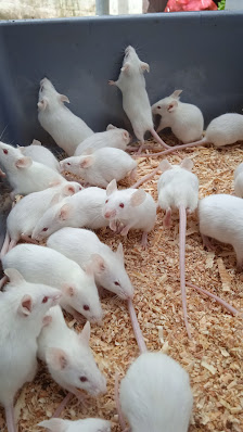 Tikus Putih Sada Reptiles