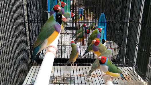 Trisakti Bird Farm