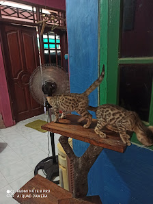 Velikanimal & PetCare Peternak kucing Ras / Grooming Memandikan Kucing