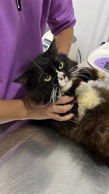 Vetopet 7 Animal Clinic Kota Wisata