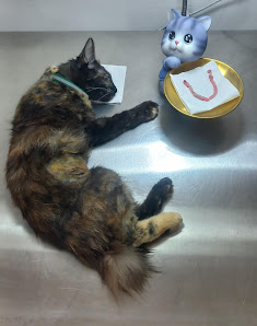 Vicat Clinic (Klinik Khusus Vaksinasi dan Steril Kucing)