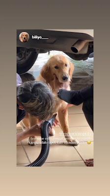 Victorious'pets Grooming