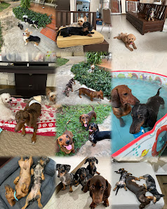 Villa Bumi Indah - Dog Hotel