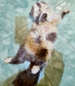 VinkaA Cathouse (Penitipan kucing dan Adopt)