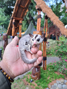 W&W sugar glider