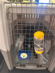Wagging Pet Travel
