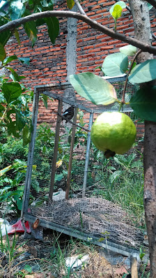 Waru Bird Club Cengkareng