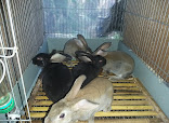 WarungRabbit