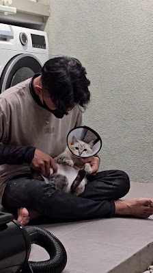 WAYSUFAN PET