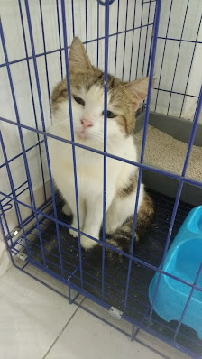 Wibi Petshop and Petcare