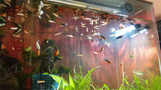 Wins Pet Shop