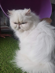 Wishfigoz Cattery