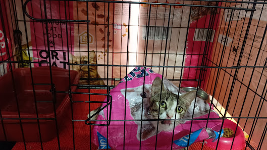 WISMA MEONG PET CARE