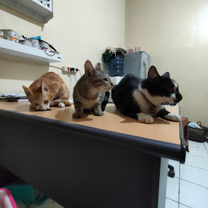 Yourdaily Pet&Vet