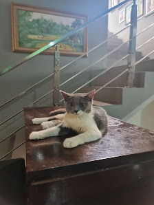 ZIPI Cattery