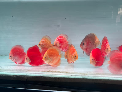Zona Discus